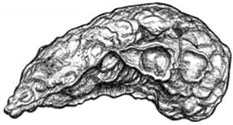 Oysters: Crassostrea virginica