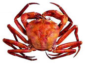 Red Crab: Chacean quinquedens